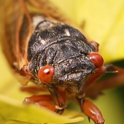 Brood X of periodical cicadas are large, winged, m