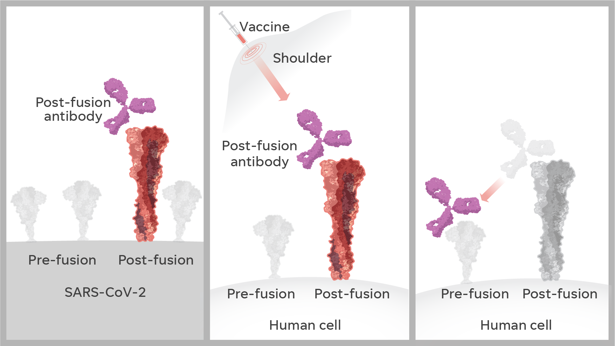 When making a vaccine, scientists discovered in 2013 that the spike proteins on the surface of a virus change shape radically. Before the virus attacks a human cell, the protein looks like a lollipop – its pre-fusion state. Afterward, post-fusion, it looks like a golf tee. A vaccine that mimics the golf-tee shape could produce less effective and potentially harmful antibodies.