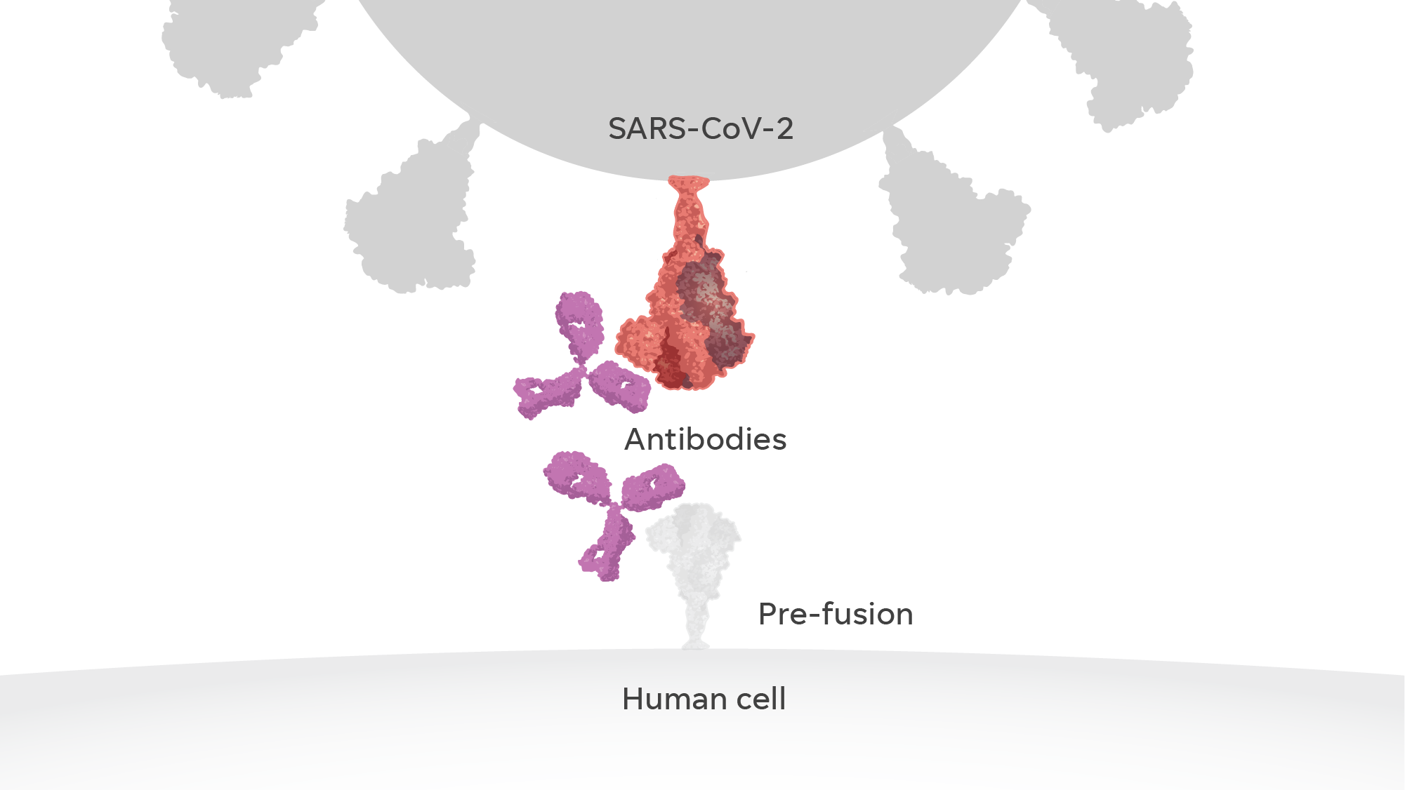 The breakthrough was realizing that making a vaccine with the proper-shaped protein could be much more effective.