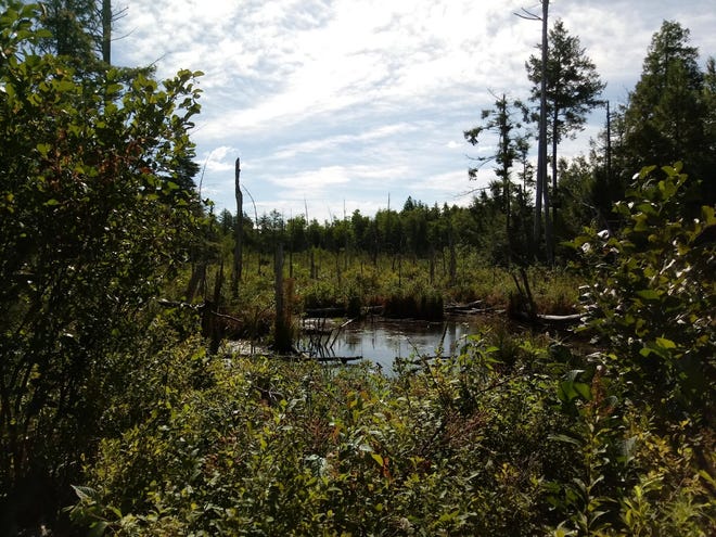 Seen here is a view across the wetland on the acreage for the Three Rivers Land Trust's proposed Sanford Community Forest.