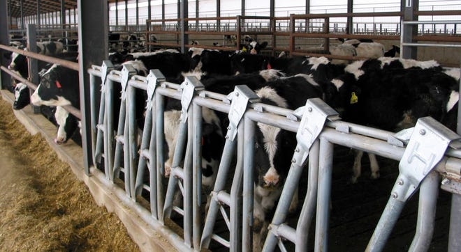 Raising replacement heifers is often the second or third largest expense on a dairy, costing up to $2,200 to raise an animal from birth to springing.