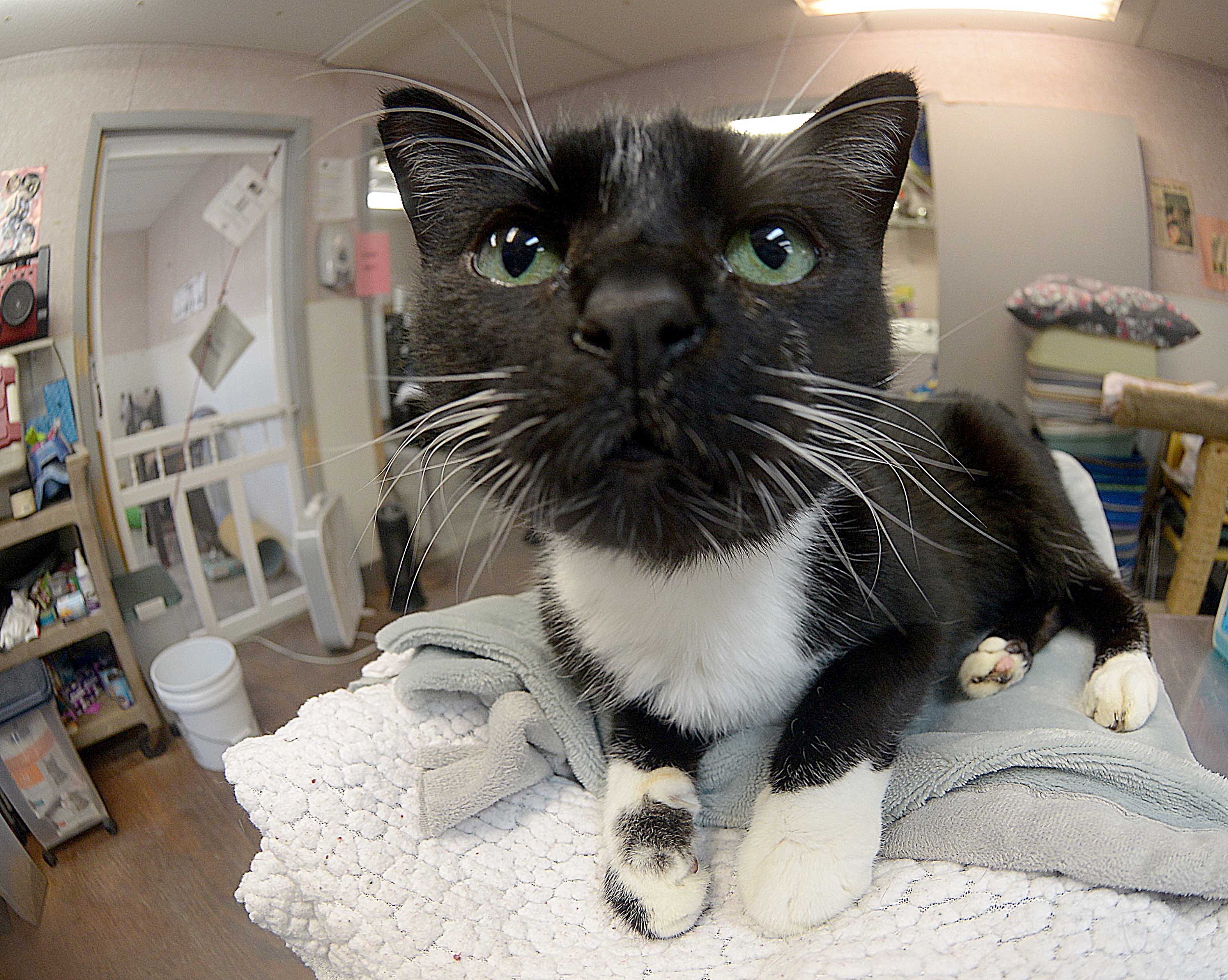 PAWS, Okaloosa animal shelter settles lawsuit filed by former employee