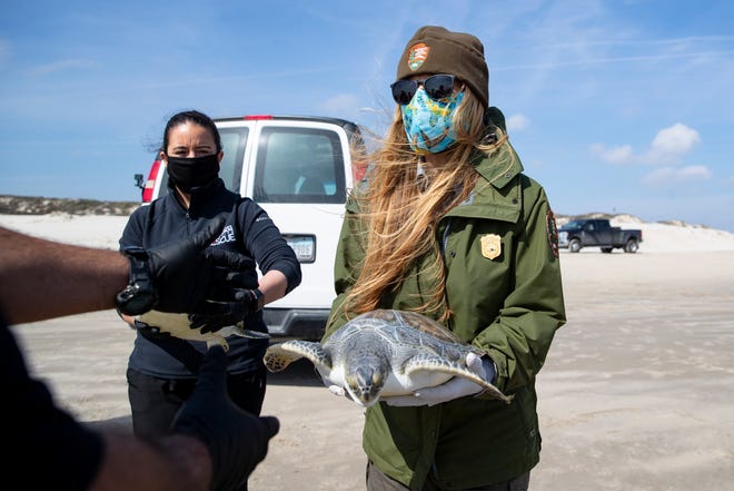 Donna Shaver, chief of the Division of Sea Turtle Science and Recovery, hands off a green sea turtle before it's released on the Padre Island National Seashore on Thursday, Jan. 28, 2021.
