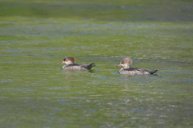 Distinctive with their crested heads, female mergansers will soon be flying north to their summer home.