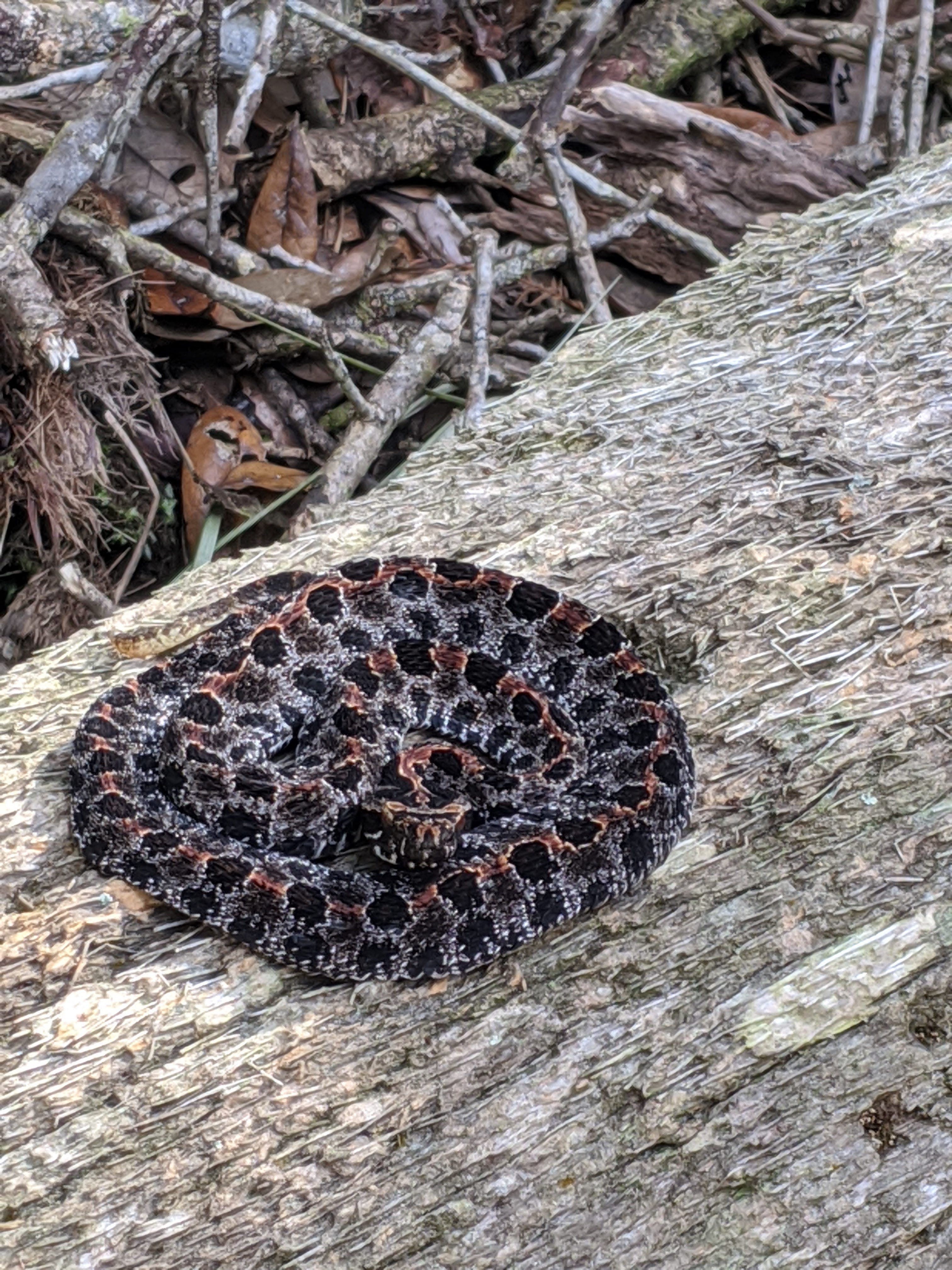 Six snakes in Arkansas are venomous how to protect yourself, and them