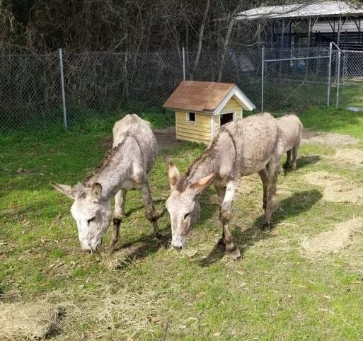 Two donkeys graze after their Tuesday recovery from a trailer.