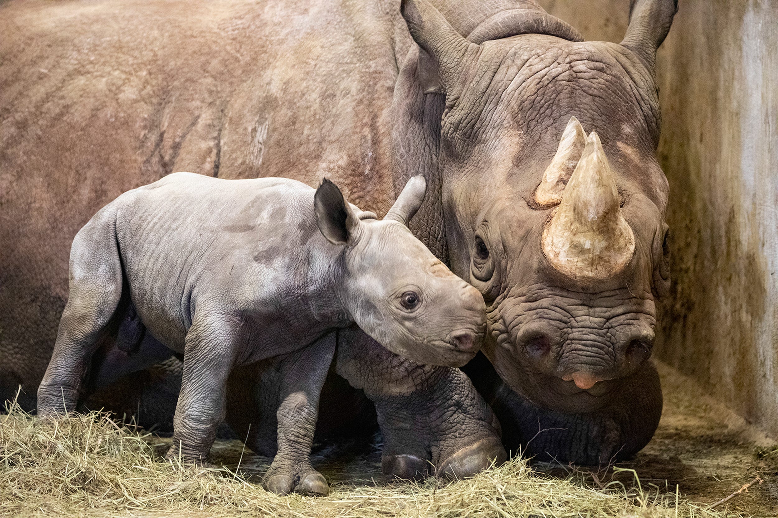 Black rhino calf born at Lee Richardson Zoo