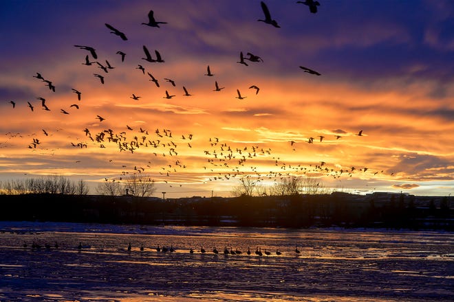 Canada geese fly at dusk Dec. 4, 2019, over Broadwater Bay in Montana.