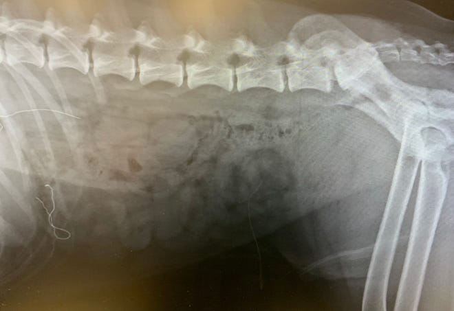 An X-ray from King, a 2-year-old Labrador retriever, taken at Foster Hospital for Small Animals at Cummings Veterinary Medical Center at Tufts University revealed two squiggly lines — the thin pieces of metal from inside two face masks that King ate when no one was looking.