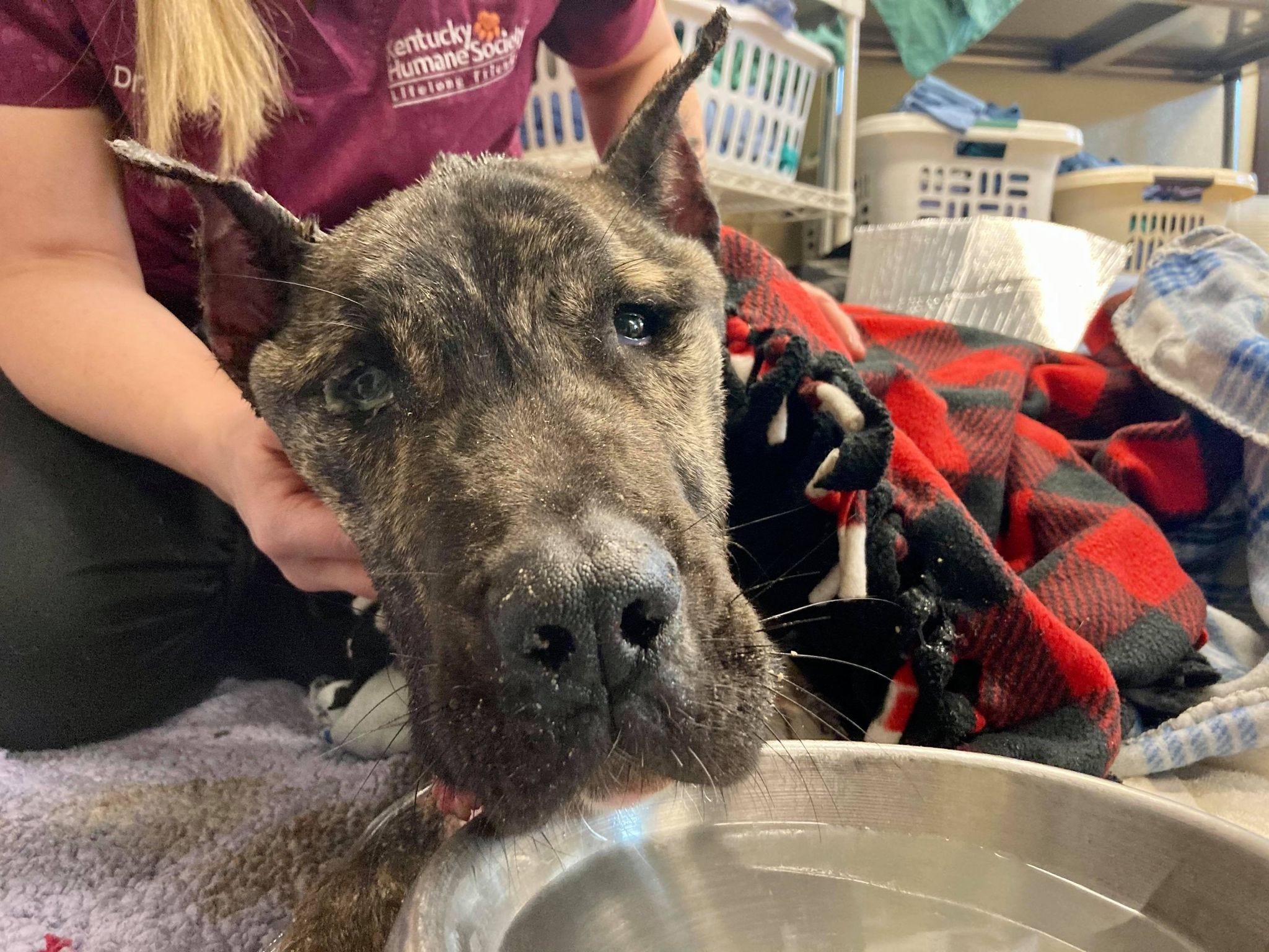 Kentucky Humane Society tries to save dying dog dumped at shelter Kentucky Humane Society tries to save dying dog dumped at shelter