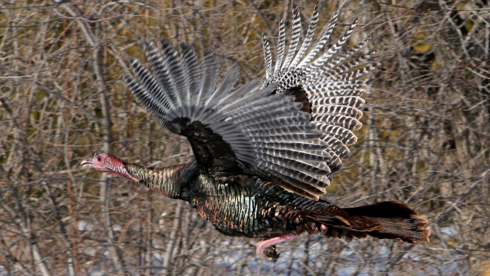 Wisconsin turkey hunting numbers up sharply for fall 2020