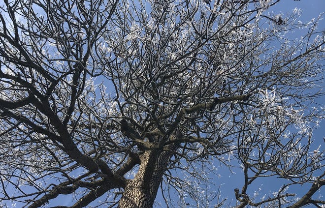 An old ash tree sparkles with hoar frost on South Winooski Avenue in Burlington on Feb. 1, 2021.
Conditions were ideal for this sort of icing: Moisture-laden air coming into contact with objects that have a very low surface temperature.