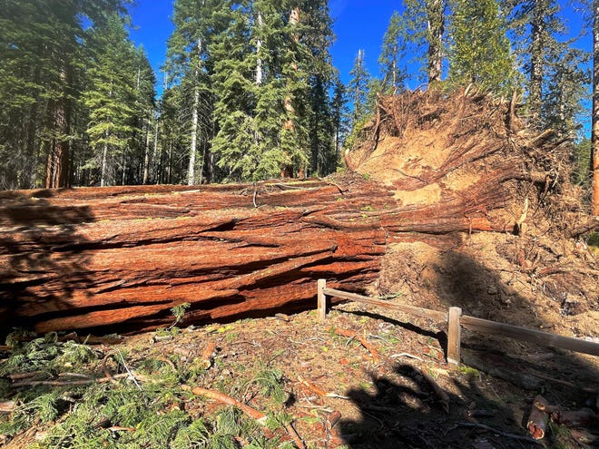 15 giant sequoia trees fell in Yosemite National Park's Mariposa Grove after a significant Mono wind event brought gusts up to 110 mph to the ancient forest.