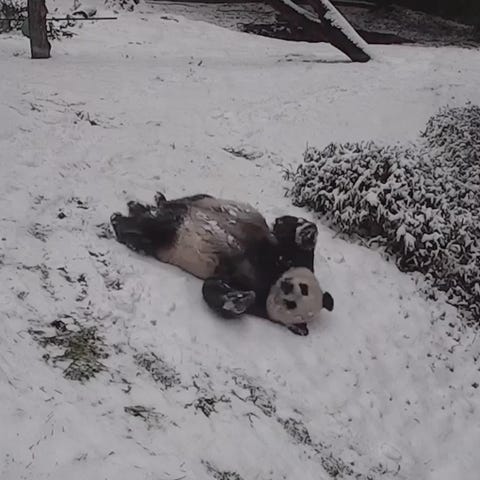 Giant pandas Tian Tian and Mei Xiang did somersaul