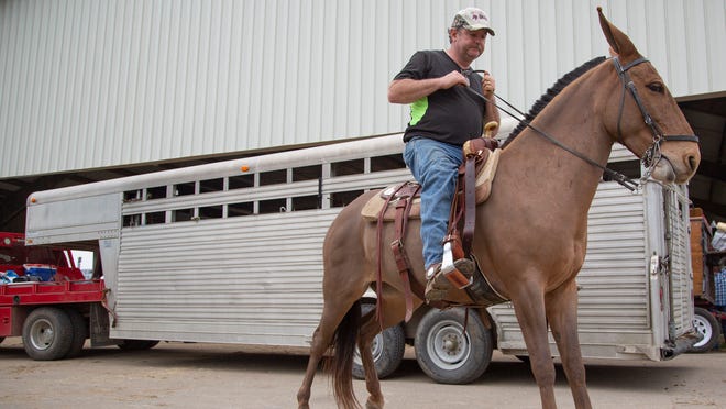 Supporters Plan For Mule Day Revival In May Including Concert Parade Mule Day Columbia Tn 2022