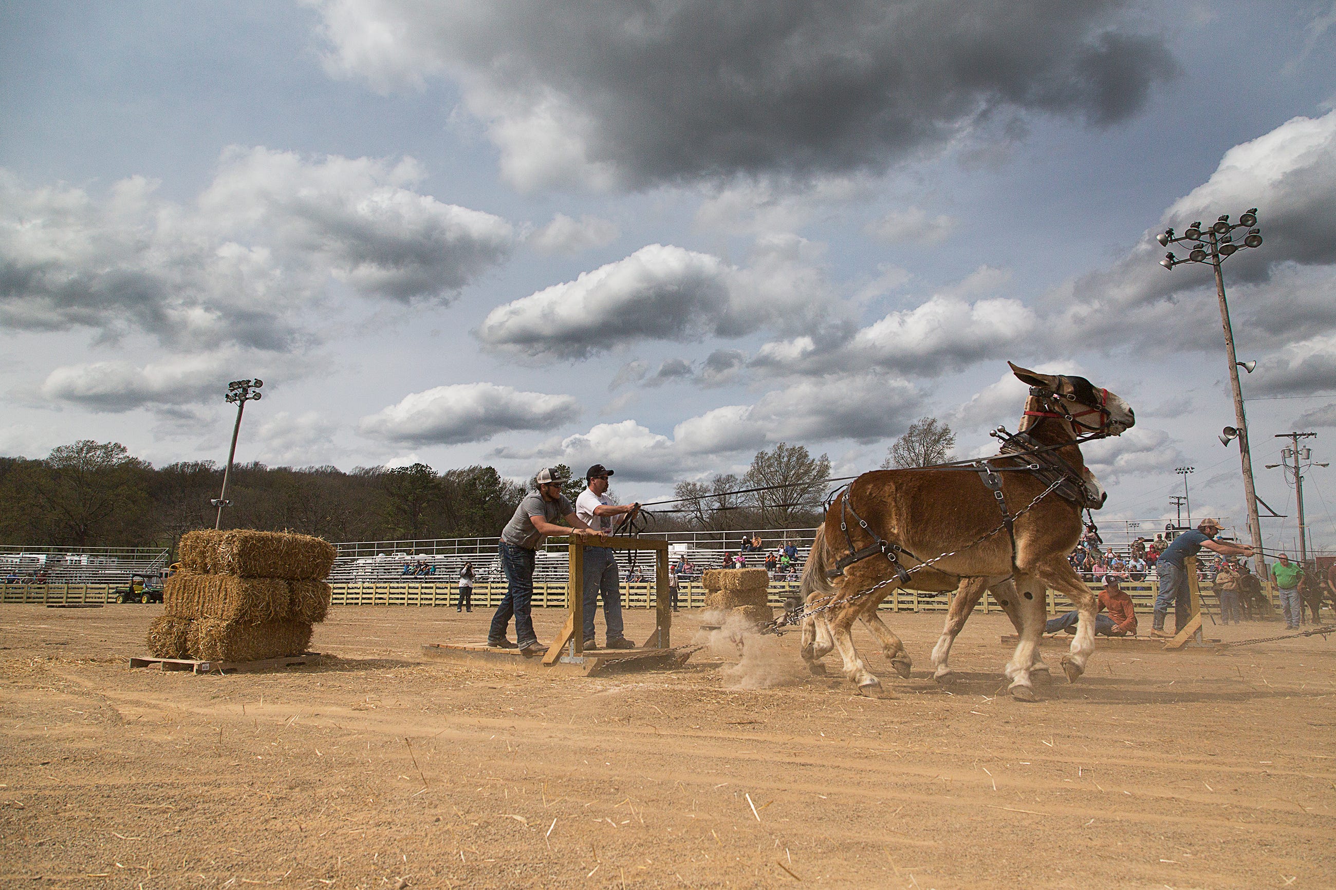 Mule Day in Columbia, Tennessee