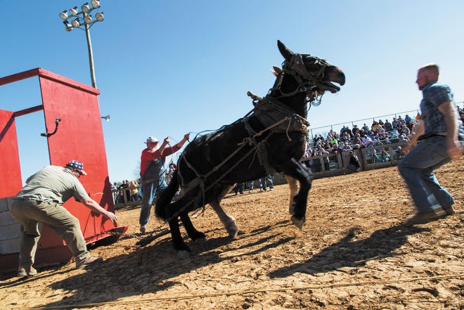 Jay Bird Mangrum competes in the mule pull event at the Maury County Park in Columbia, Tenn., during the annual Mule Day celebration on Saturday, April 2, 2016.