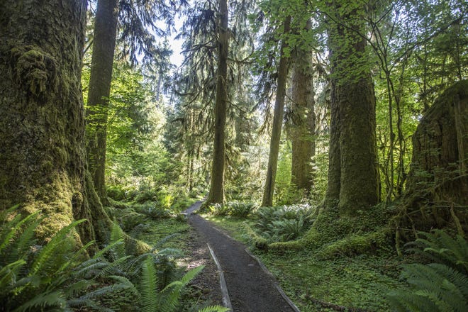Some Seattle-area travel destinations, such as the Hoh River Trail in Olympic National Park, have been overwhelmed since the coronavirus pandemic effectively shut down international travel. People have taken to exploring their surrounding areas, which has been a mixed blessing for Tommy Farris' Olympic Hiking Co.