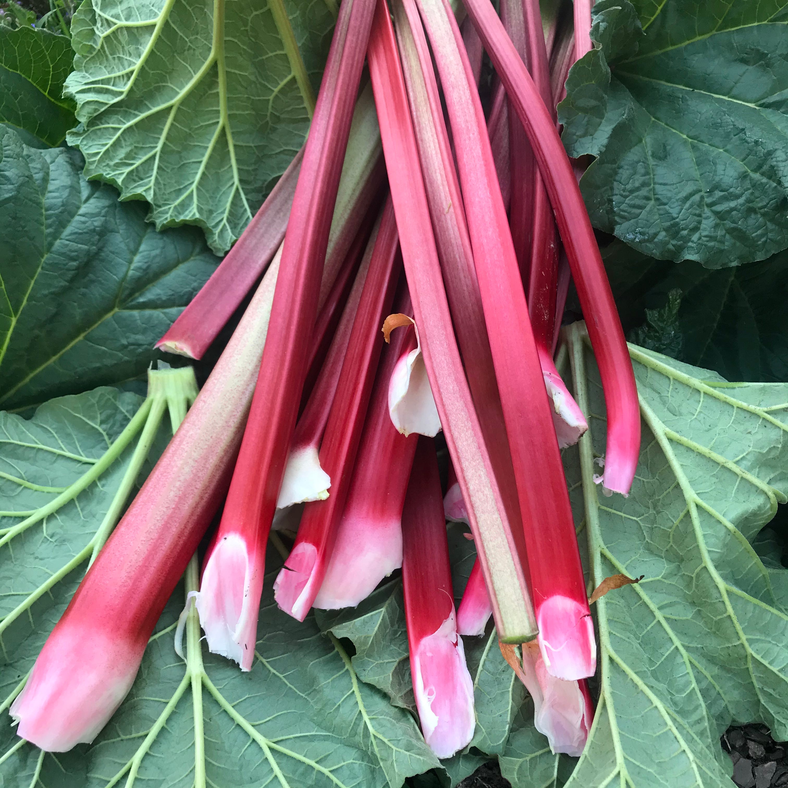 Where is Rhubarb Grown? 