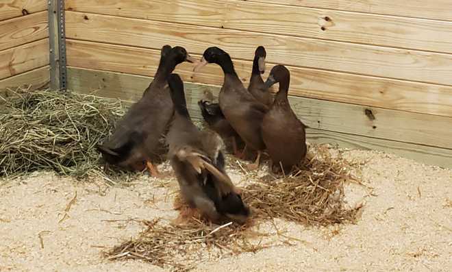 Six ducks are part of the group of animals surrendered and who are now cozying up together at Nevins Farm.