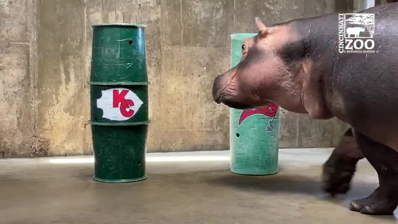 Super Bowl Picks Fiona The Hippo Selects Tampa Bay Buccaneers To Win Super Bowl Picks Fiona The Hippo Selects Tampa Bay Buccaneers To Win