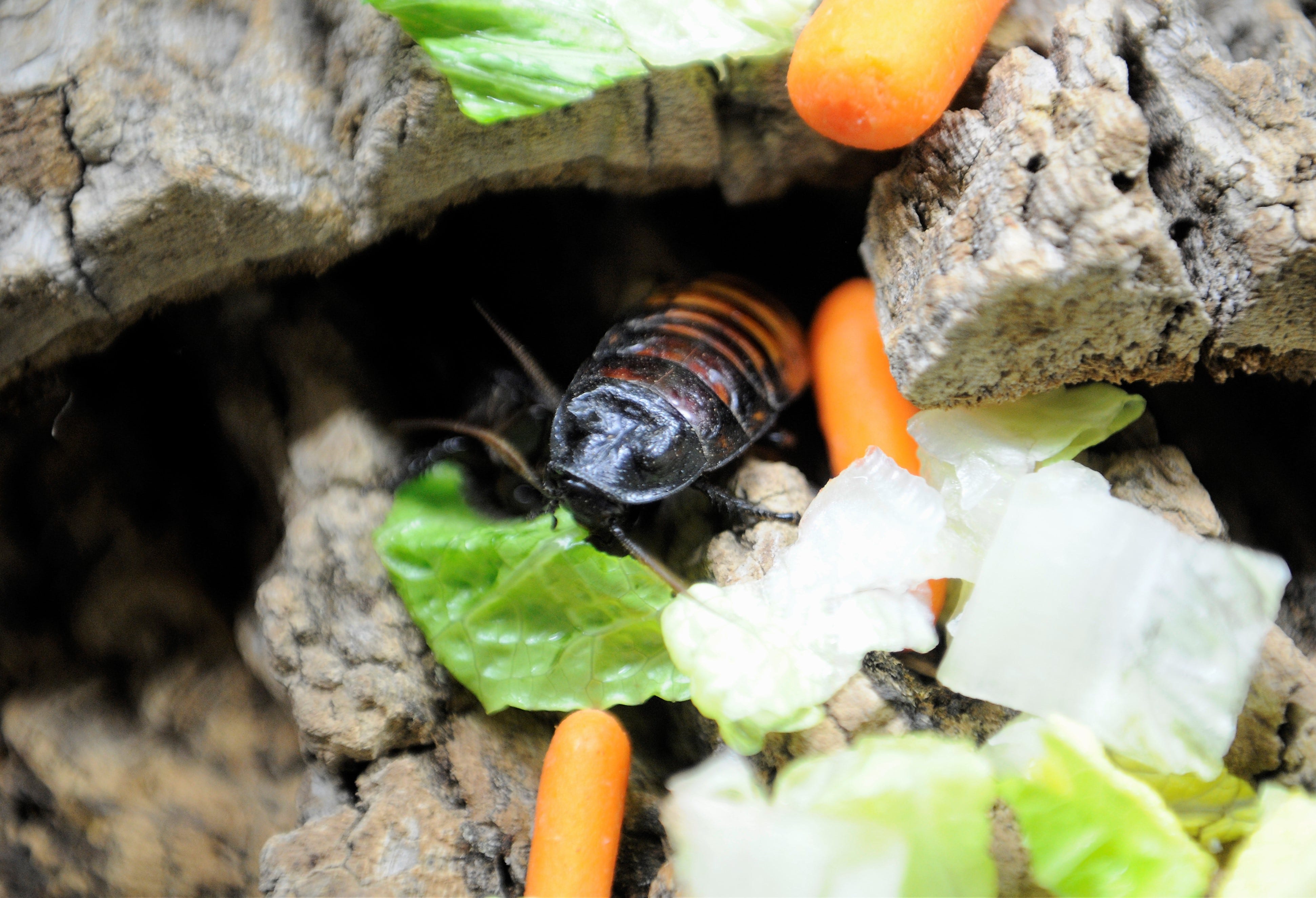 Un cafard sifflant de Madagascar grignote de la laitue dans son aquarium le samedi 30 janvier 2021.