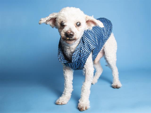 Adopt a pet: Buzz and more pets up for adoption in Phoenix ...