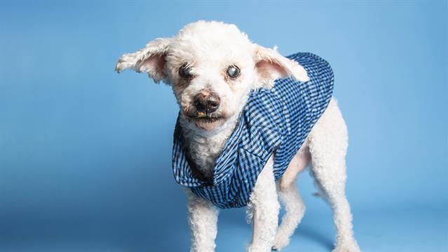 Adopt a pet: Buzz and more pets up for adoption in Phoenix ...