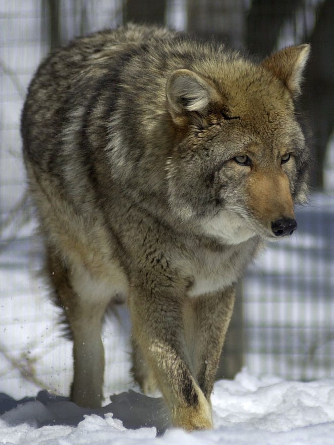 coyote sounds at night coyote sounds at night