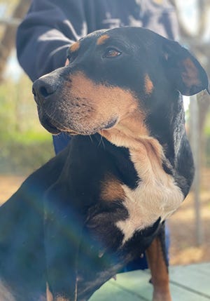 Reba, a 6-year-old female black and tan coonhound mix, is available for adoption at the St. Johns County Pet Center, 130 N. Stratton Road. Call 904-209-6190. Dog adoptions fees, $45 for males and $60 for females, include neutering/spaying, rabies vaccinations and shots.