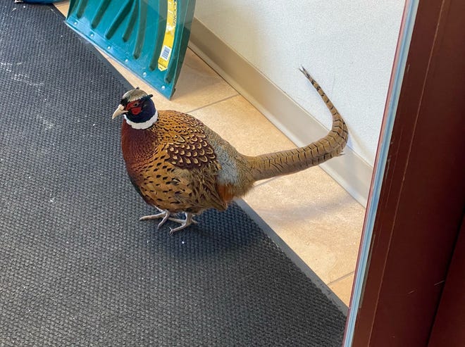 A male, ring-necked pheasant dubbed 'Kevin the Pheasant,' wandered into Springfield City Hall on Thursday, Feb. 4, 2021.