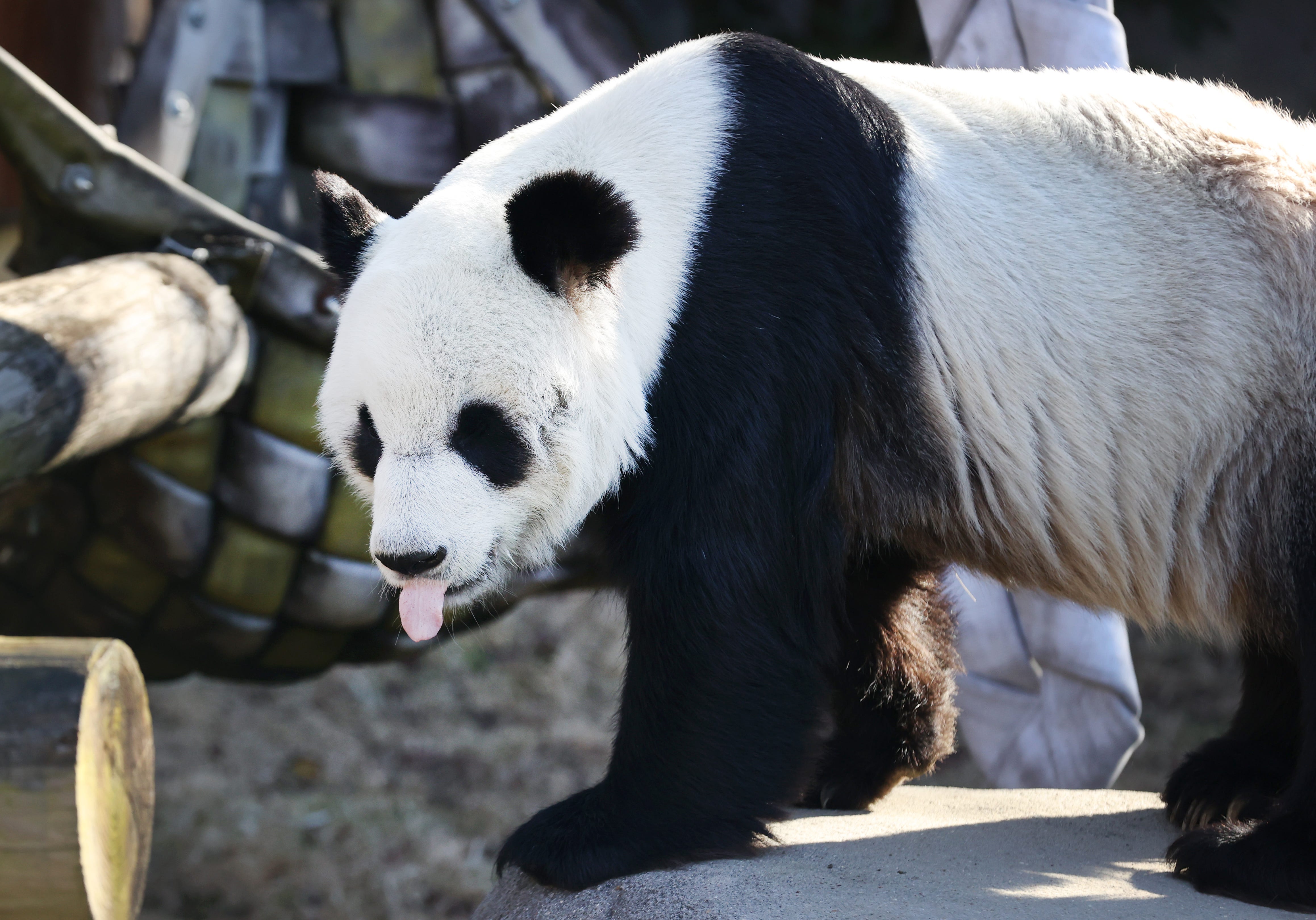 Chinese government on Memphis Zoo treatment and health of giant pandas Chinese government on Memphis Zoo treatment and health of giant pandas