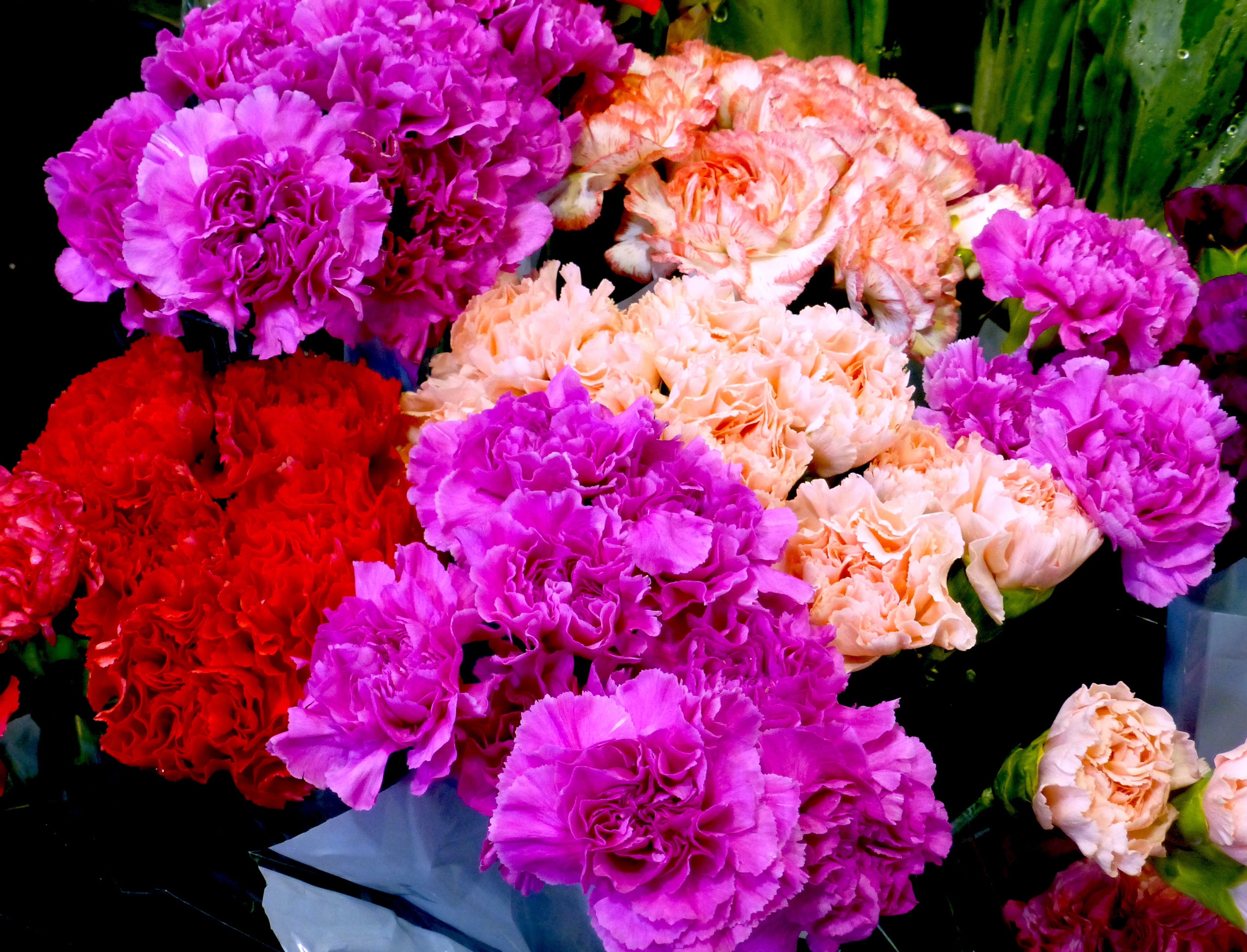 Gardening for You Charming carnations as Valentines