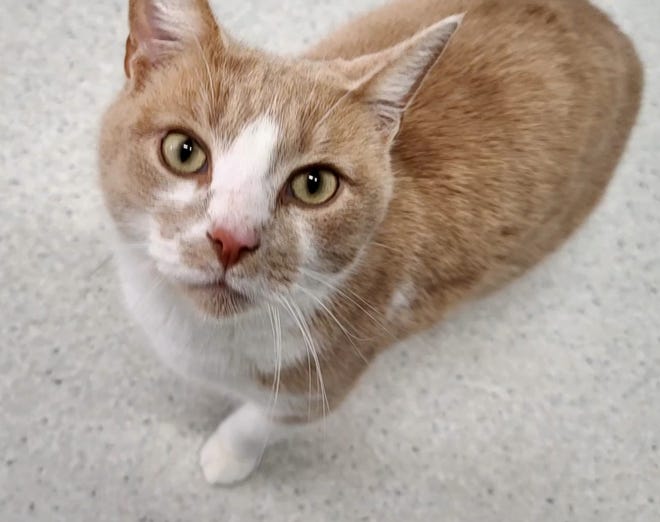 This 1½-year-old male cat is looking for a home.