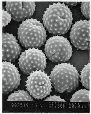 Ragweed pollen grains, as seen through an electron microscope.