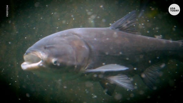 Invasive Asian carp is getting new name and makeov