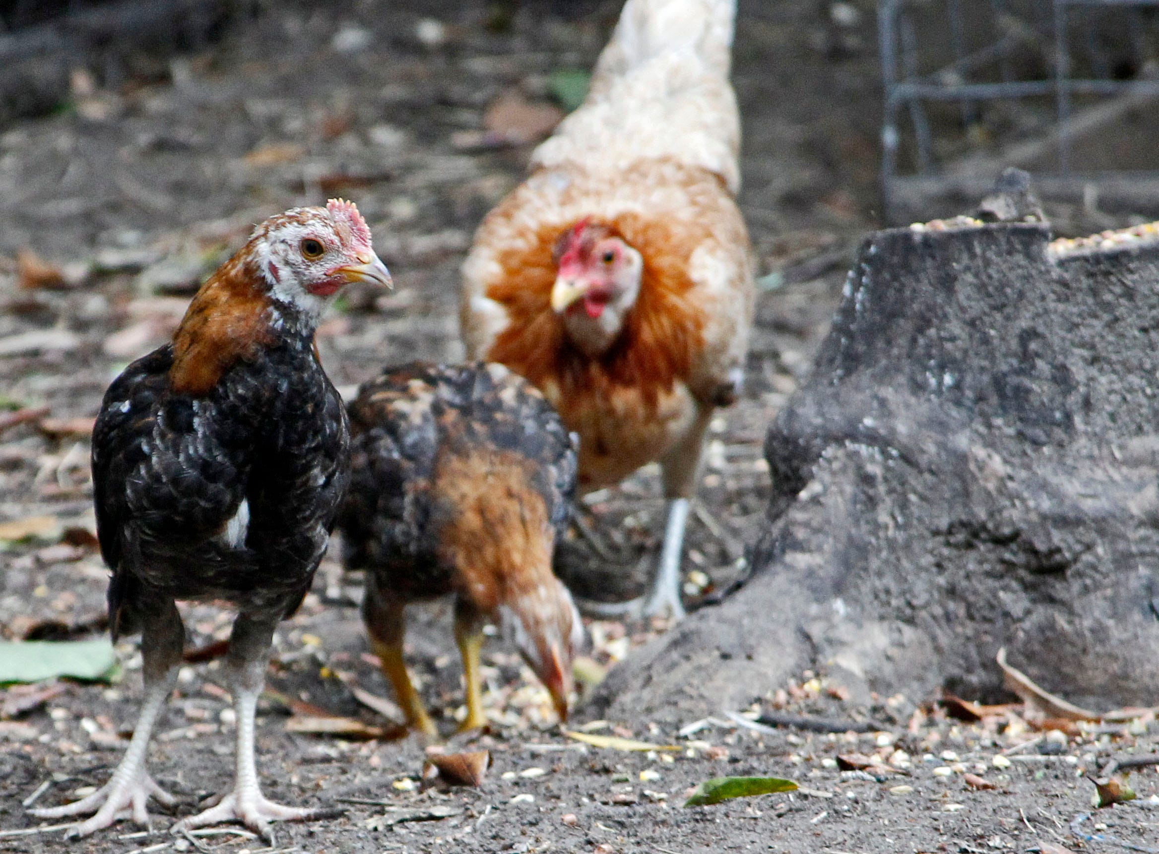 Chickens allowed in Winter Haven for nonagricultural uses in city limits