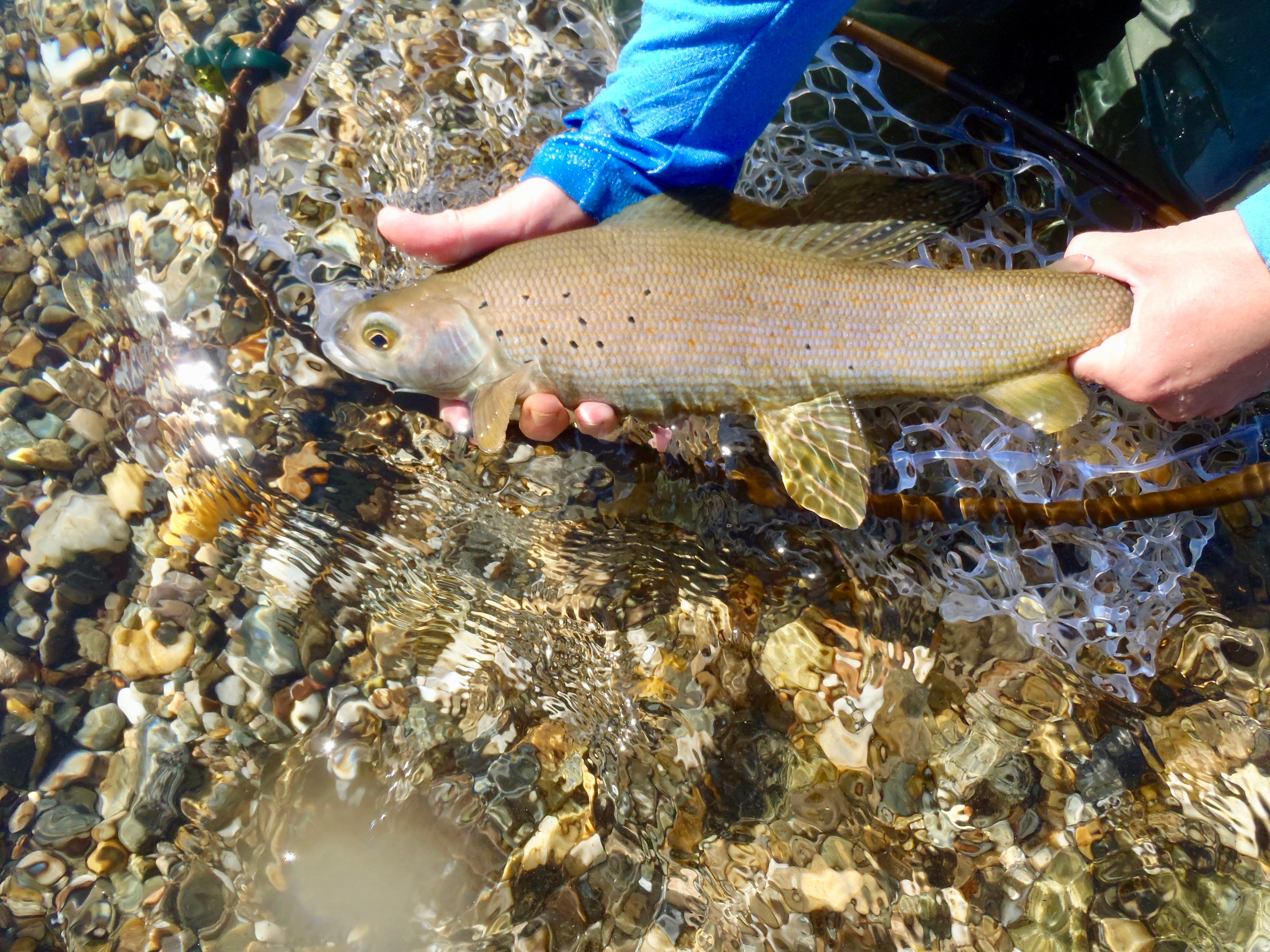 Restoring Arctic grayling, iconic Michigan fish, gets renewed effort