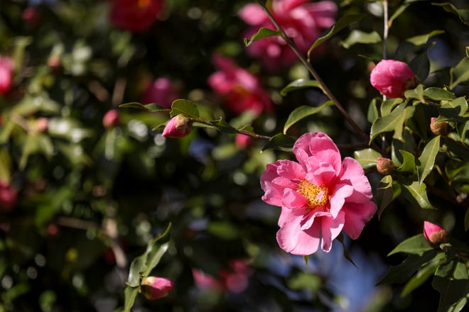 A camellia tree is in full bloom in front of Salem Electric on Wednesday, Feb. 10, 2021 in West Salem, Oregon. 