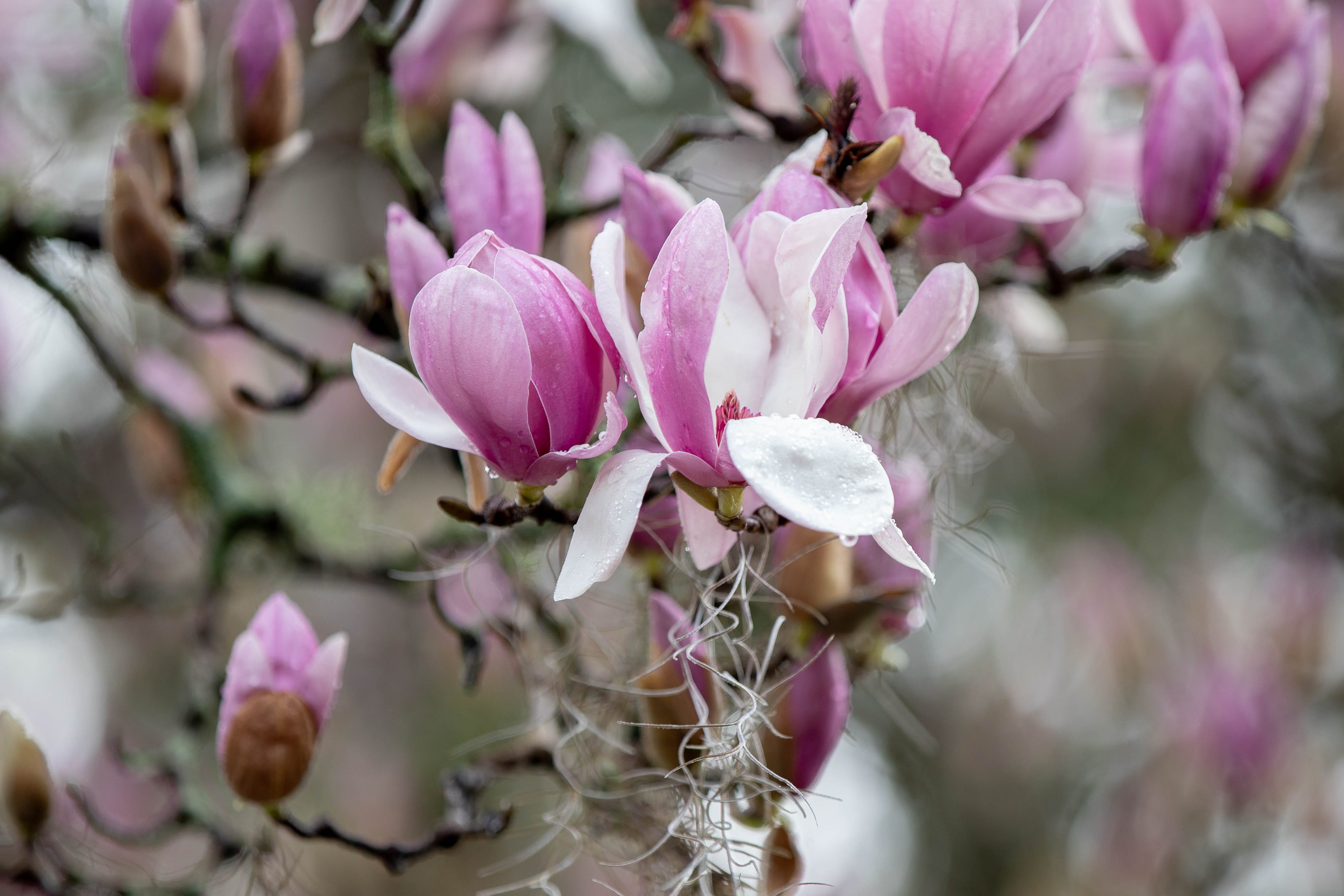 What to do in the garden in January, February Plant trees and shrubs