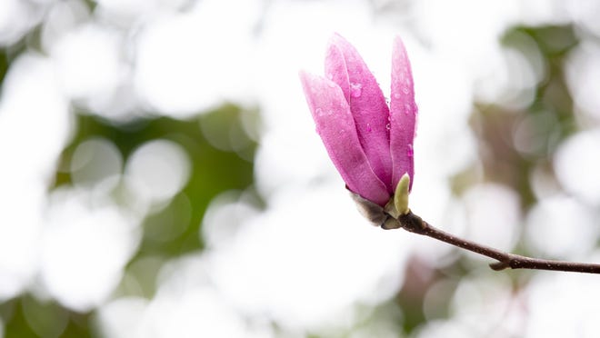 Eight beautiful Japanese cultivars bloom later in spring