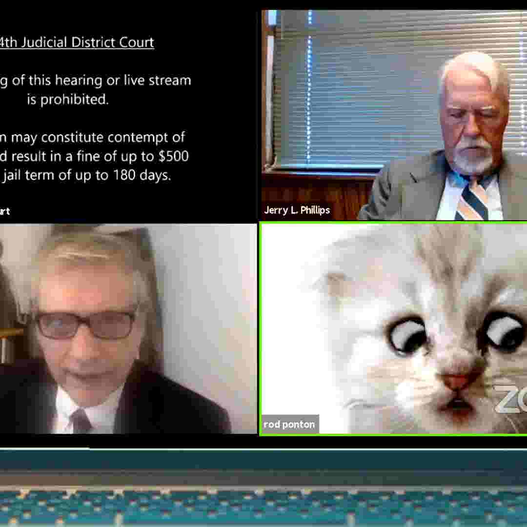 Adventure Cats These Felines Love To Surf Swim And Hike