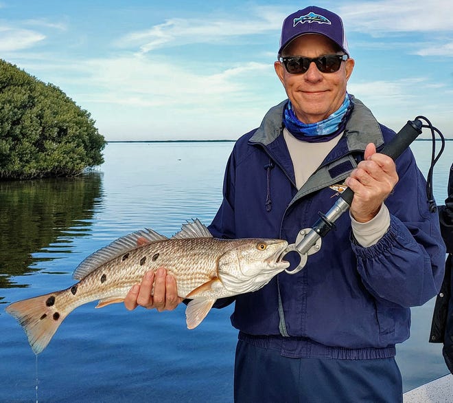 Bruce Fair of Fort Myers caught this 24 inch, multiple spot redfish on a live shrimp while fishing in Ozello with Capt. William Toney of Homosassa Inshore Fishing Charters recently.