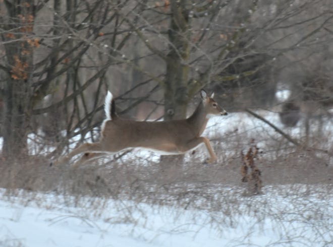 A whitetail deer bounds through the forest of Milford's Kensington Metropark before sunrise on Feb. 11, 2021.