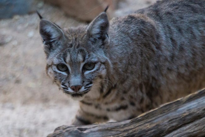 A bobcat pays a visit to Tohono Chul botanical garden in Tucson.