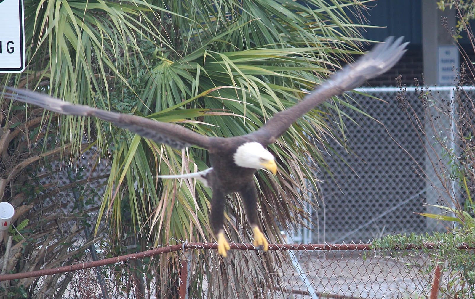 Margaret K. Lewis School in Panama City gets visit from bald eagle