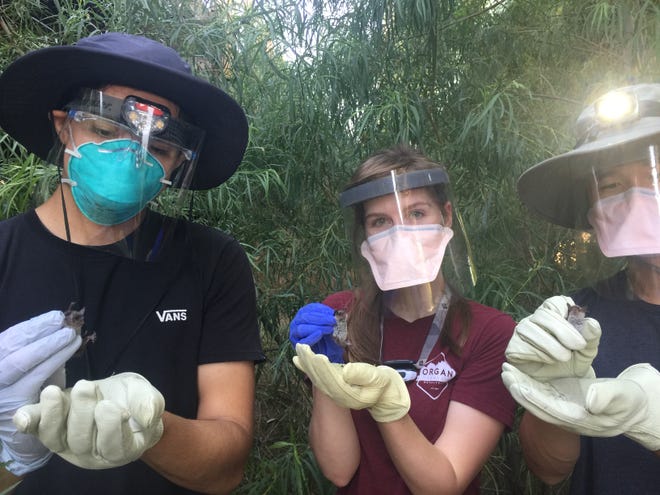 New Mexico State University biology students Daniel Ibanez, Jordan Gass and Lawrence Zhou are holding mouse-eared bats being tested for COVID-19 as part of a National Science Foundation Rapid Response Research grant.