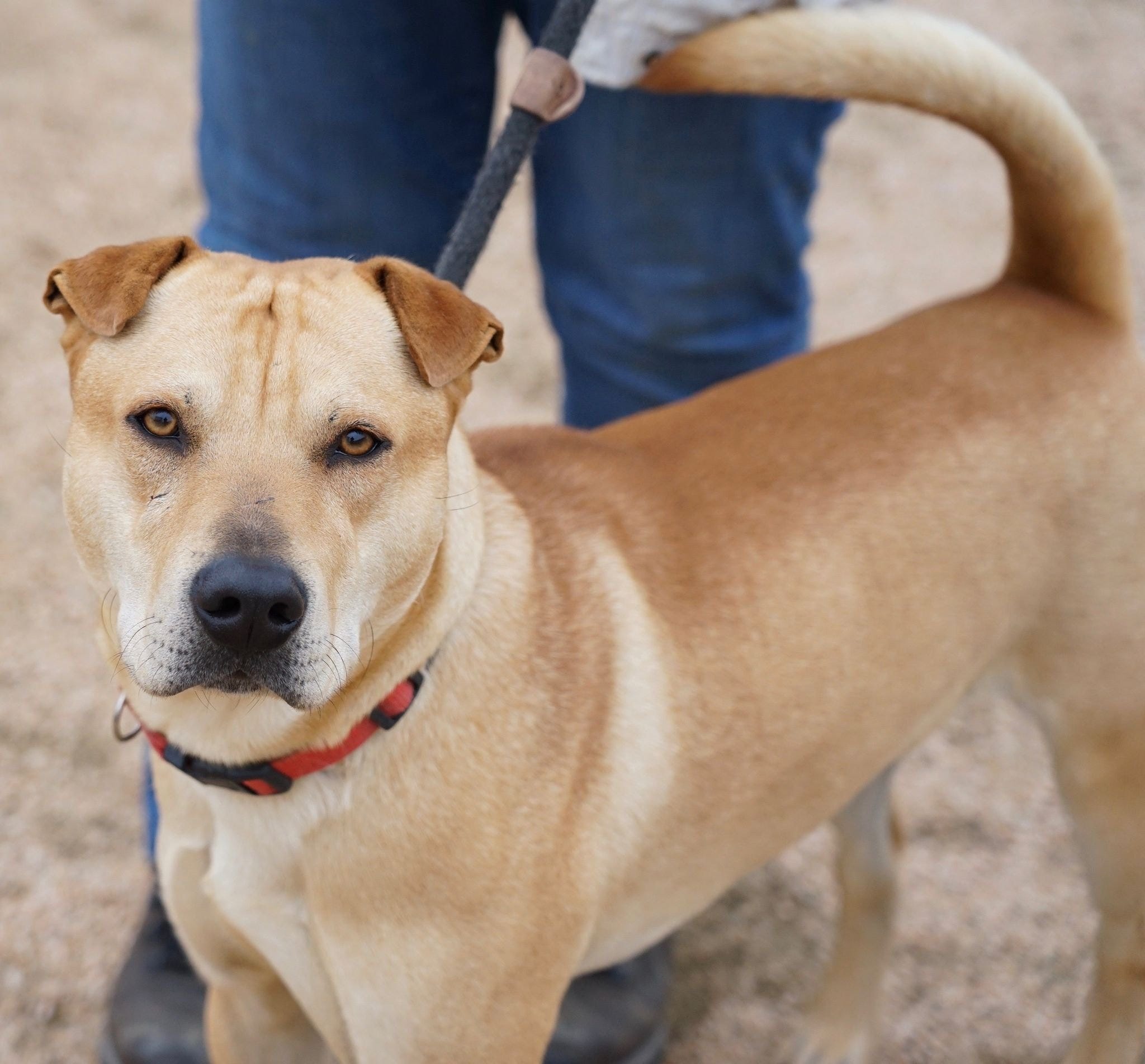 Animal shelters do an amazing job, but they are not the first choice for a happy, healthy dog that is lost. Animal shelters do an amazing job, but they are not the first choice for a happy, healthy dog that is lost.
