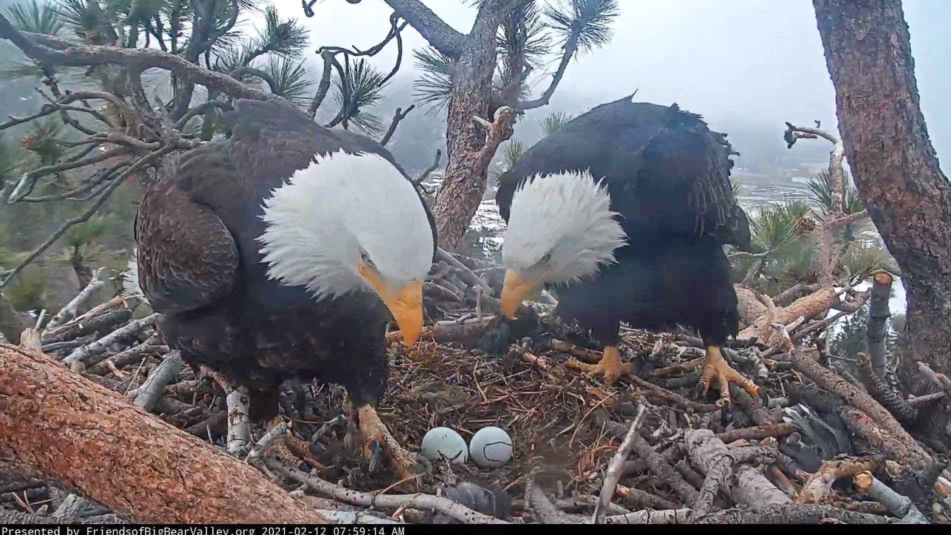 Jackie and Shadow, Big Bear's bald eagles, 5th egg after losing