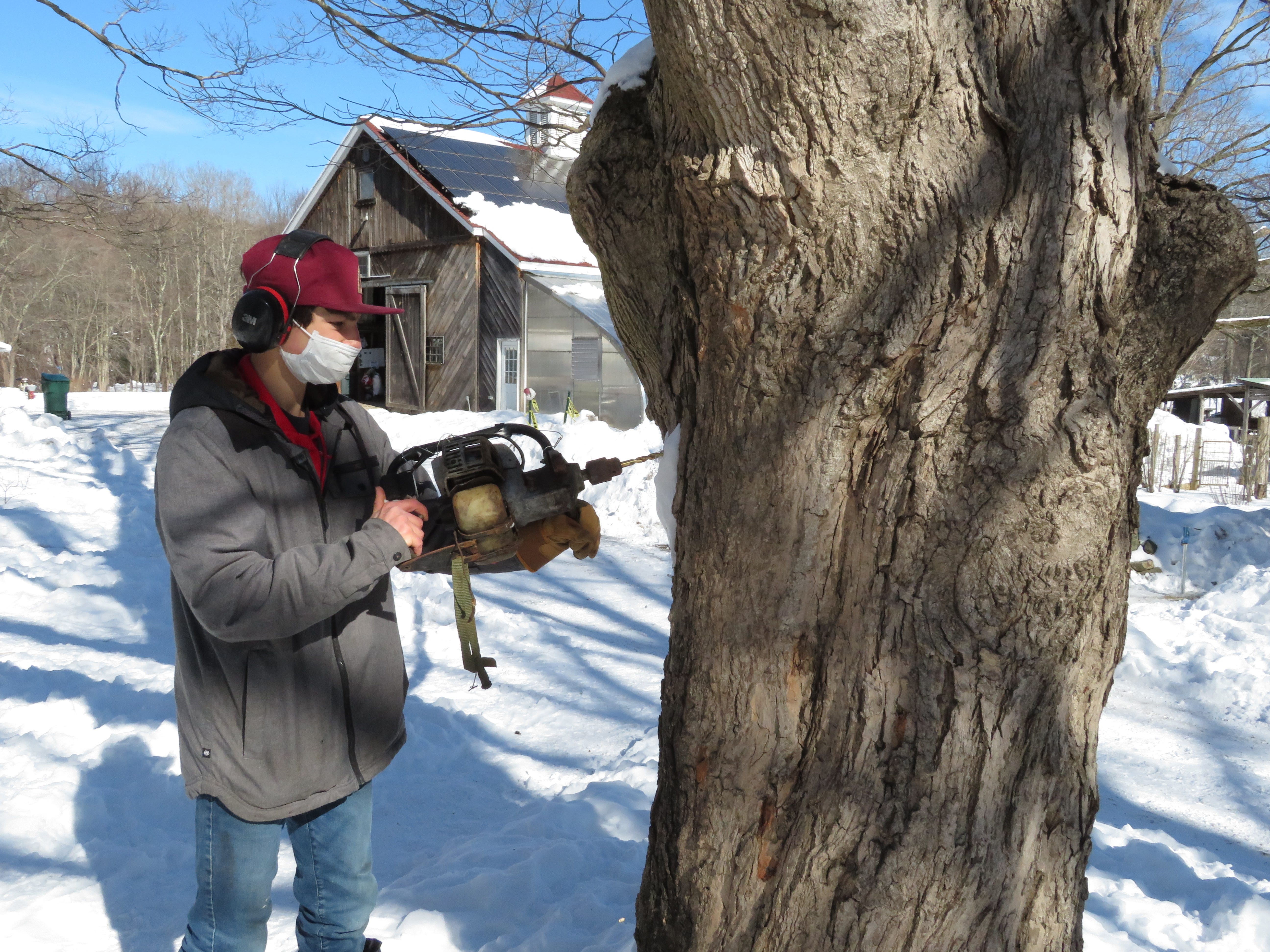 Maple sugaring in Massachusetts: things to know: places to go